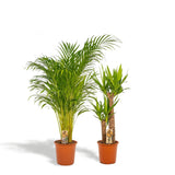 Livraison plante Areca, Yucca, duo de plantes h130cm