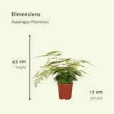Livraison plante Asparagus Plumosus h45cm