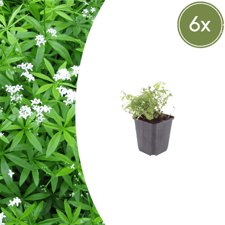 Livraison plante Aspérule odorante