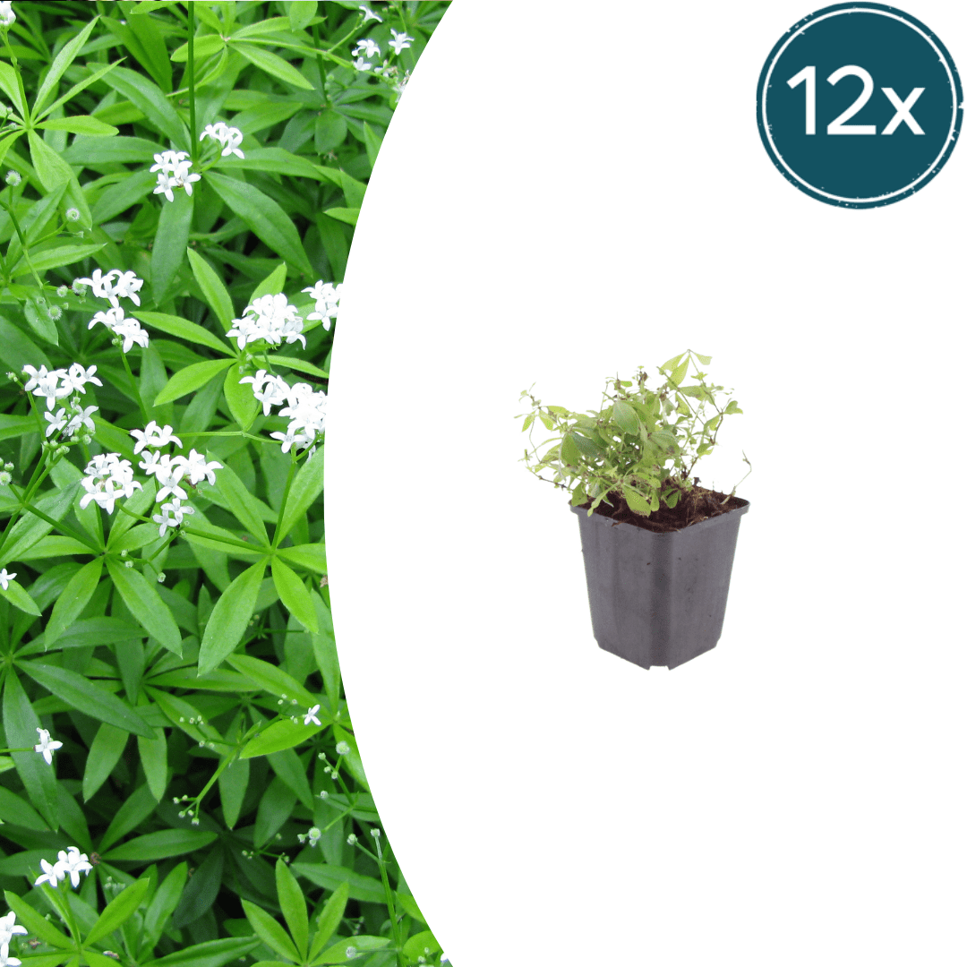 Livraison plante Aspérule odorante