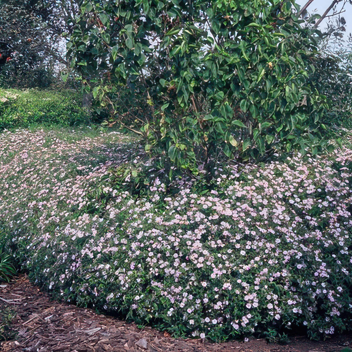 Livraison plante Aster ageratoides Asran