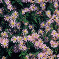 Áster do Japão (Aster ageratoides) 'Asran'