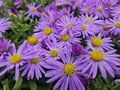 Áster Anã de Outono (Aster dumosus) 'Prof. Anton Kippenberg'