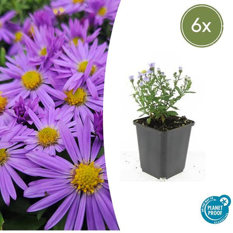 Livraison plante Aster Prof Anton Kippenberg