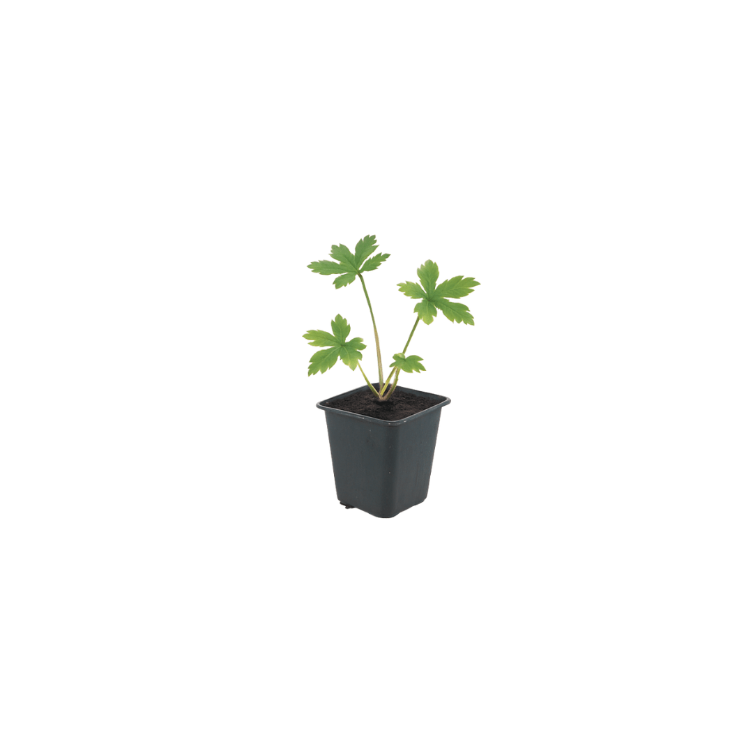 Livraison plante Astrance major