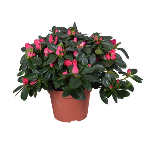 Livraison plante Azalée fuschia - plante d'extérieur fleurie