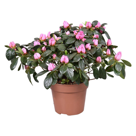 Livraison plante Azalée Rose d13cm h30cm