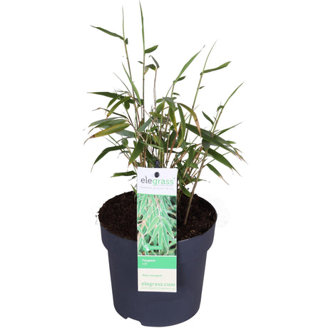 Livraison plante Bambou - Fargesia Rufa - ↨40cm - Ø14 - plante d'extérieur