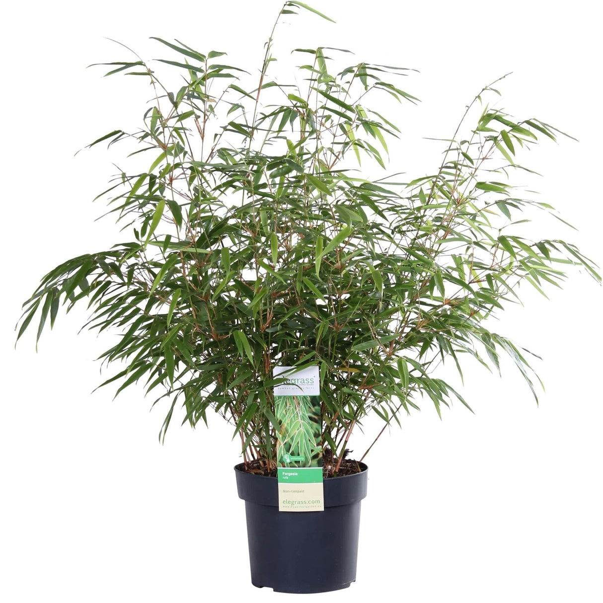 Livraison plante Bambou - Fargesia Rufa - ↨60cm - Ø19 - plante d'extérieur