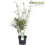 Livraison plante Bambou - Fargesia Rufa - ↨60cm - Ø19 - plante d'extérieur