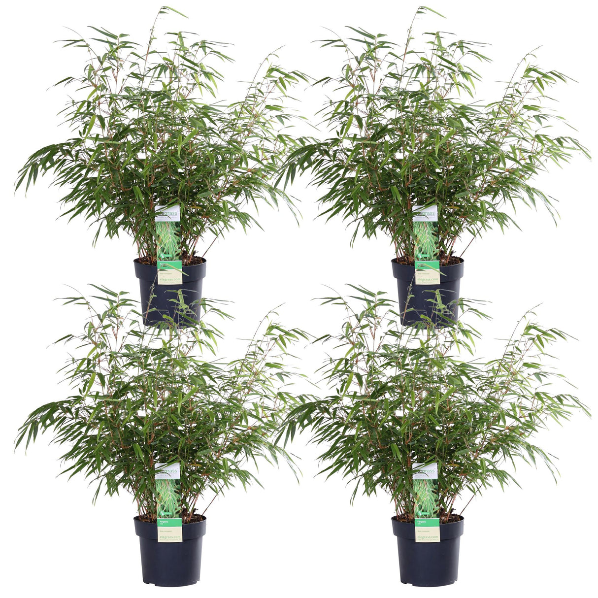 Livraison plante Bambou Rufa - Lot de 4