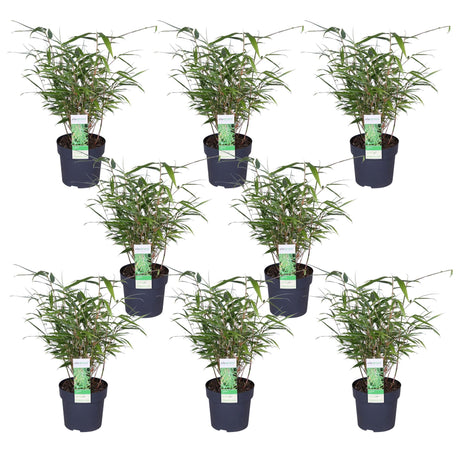 Livraison plante Bambou Rufa - Lot de 8