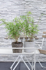 Livraison plante Bambou Rufa - Lot de 8