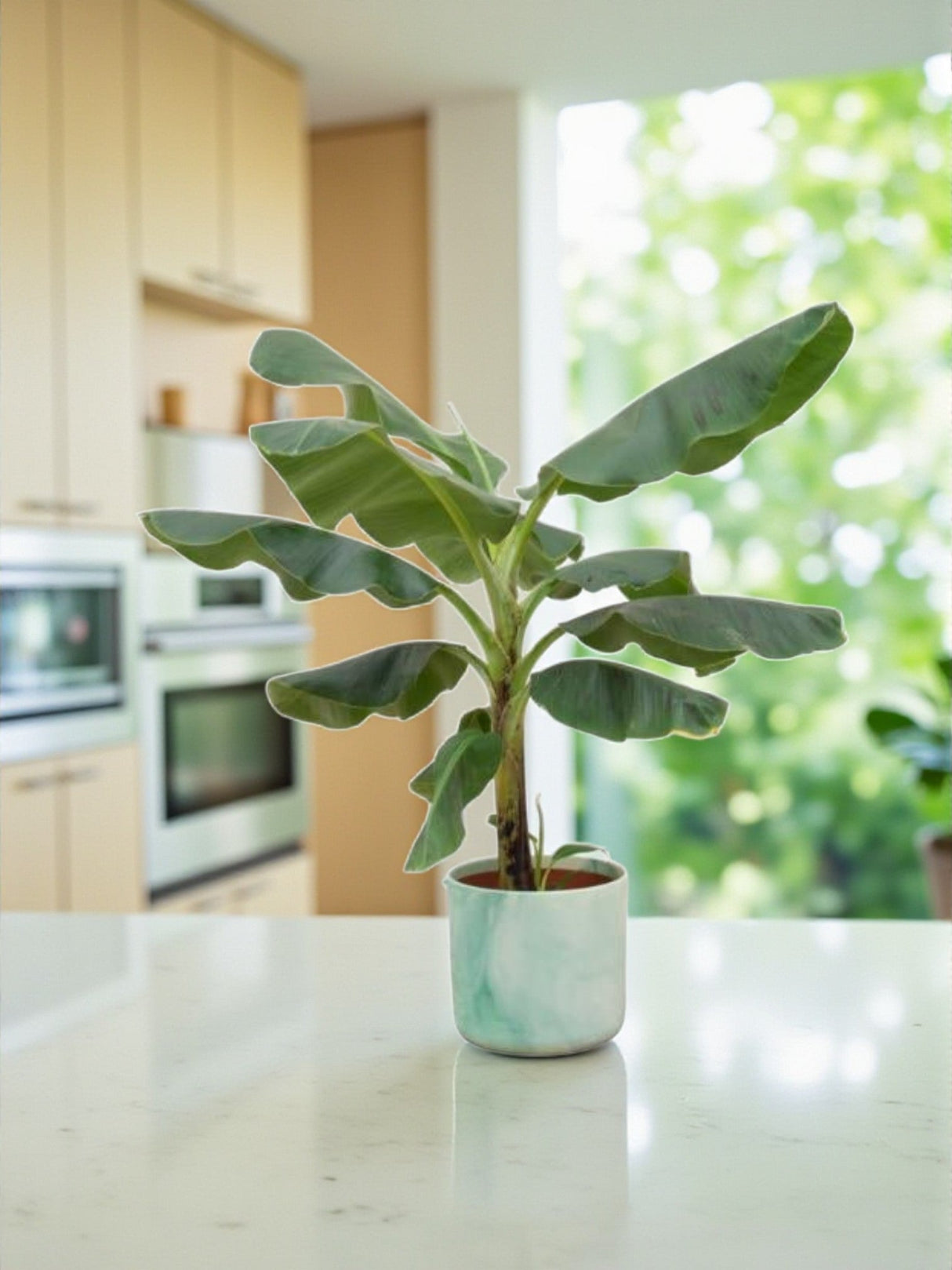 Livraison plante Bananier Musa 100cm et son pot