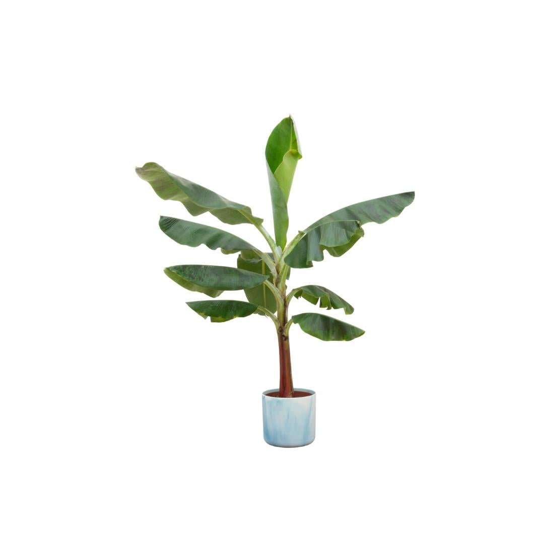 Livraison plante Bananier Musa avec pot Ocean Ø22 - 120 cm