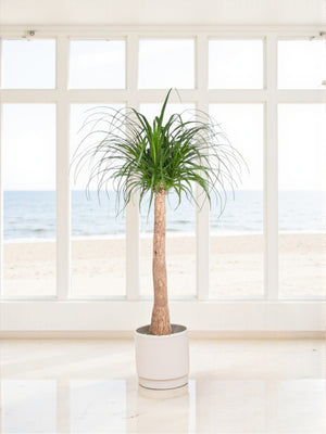 Livraison plante Beaucarnea