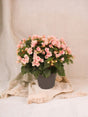 Livraison plante Begonia betulia rose clair