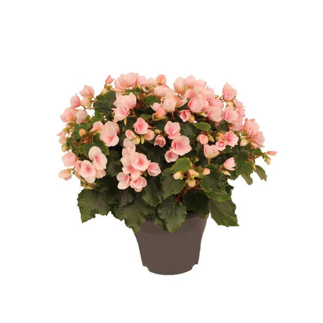 Livraison plante Begonia betulia rose clair