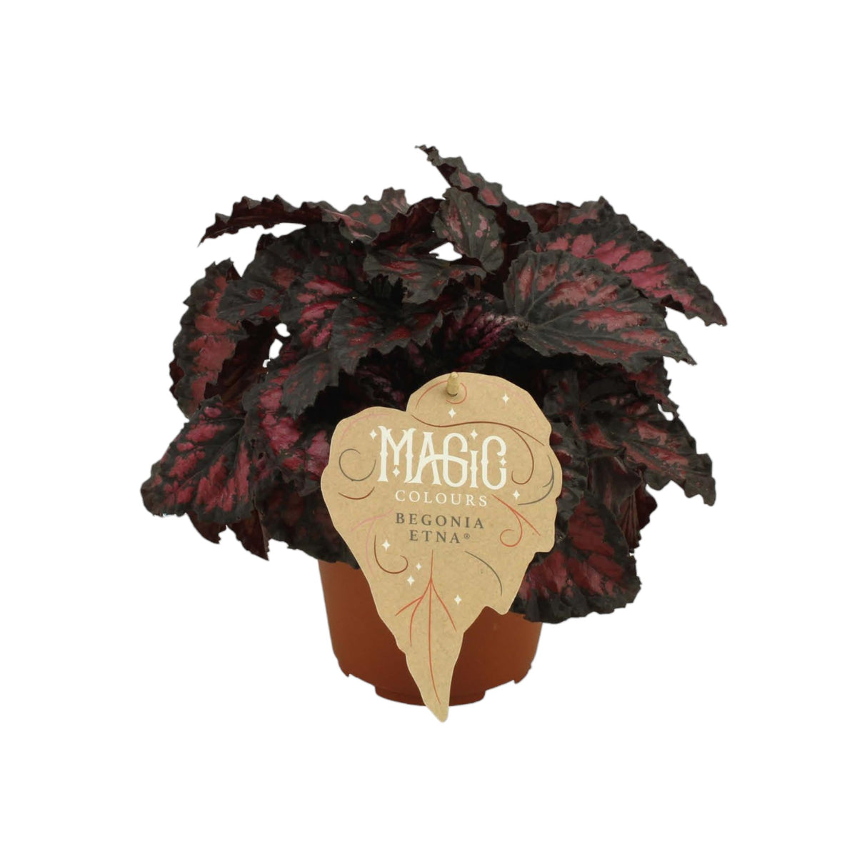 Livraison plante Begonia Rex 'Etna'