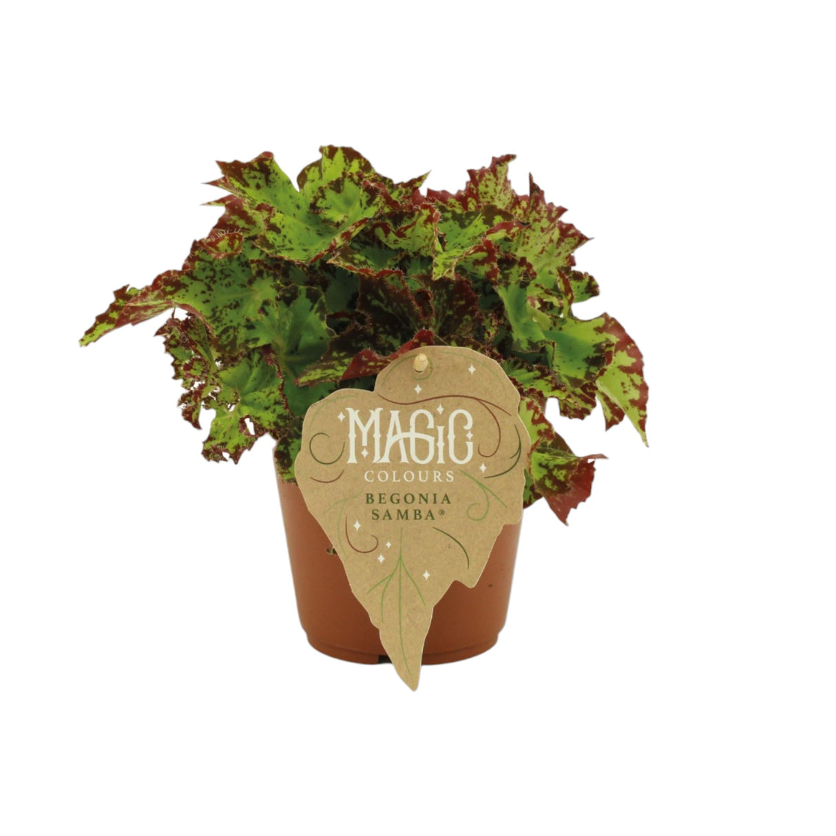 Livraison plante Begonia Rex 'Samba'