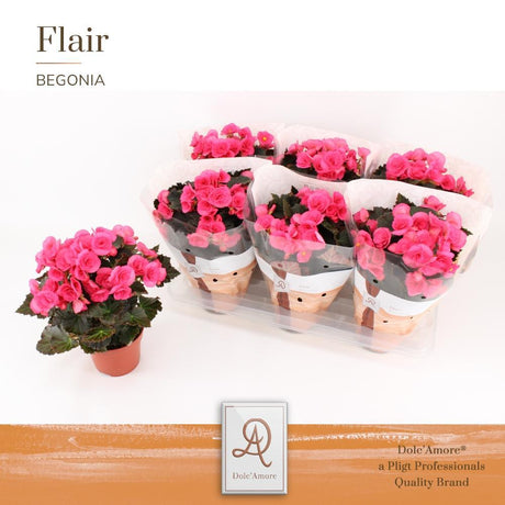 Livraison plante begonia rose d14cm h31cm