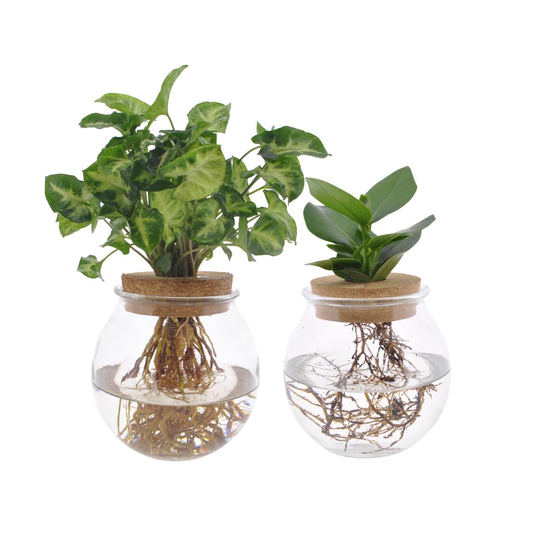 Livraison plante Bolglas Duo Clusia/Syngonium Green - 2 stuks - Ø12cm - ↕30cm