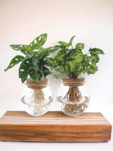 Livraison plante Bolglas Duo Monstera Adansonii/Syngonium Green - 2 Stuks - Ø12cm - ↕12 - 30cm