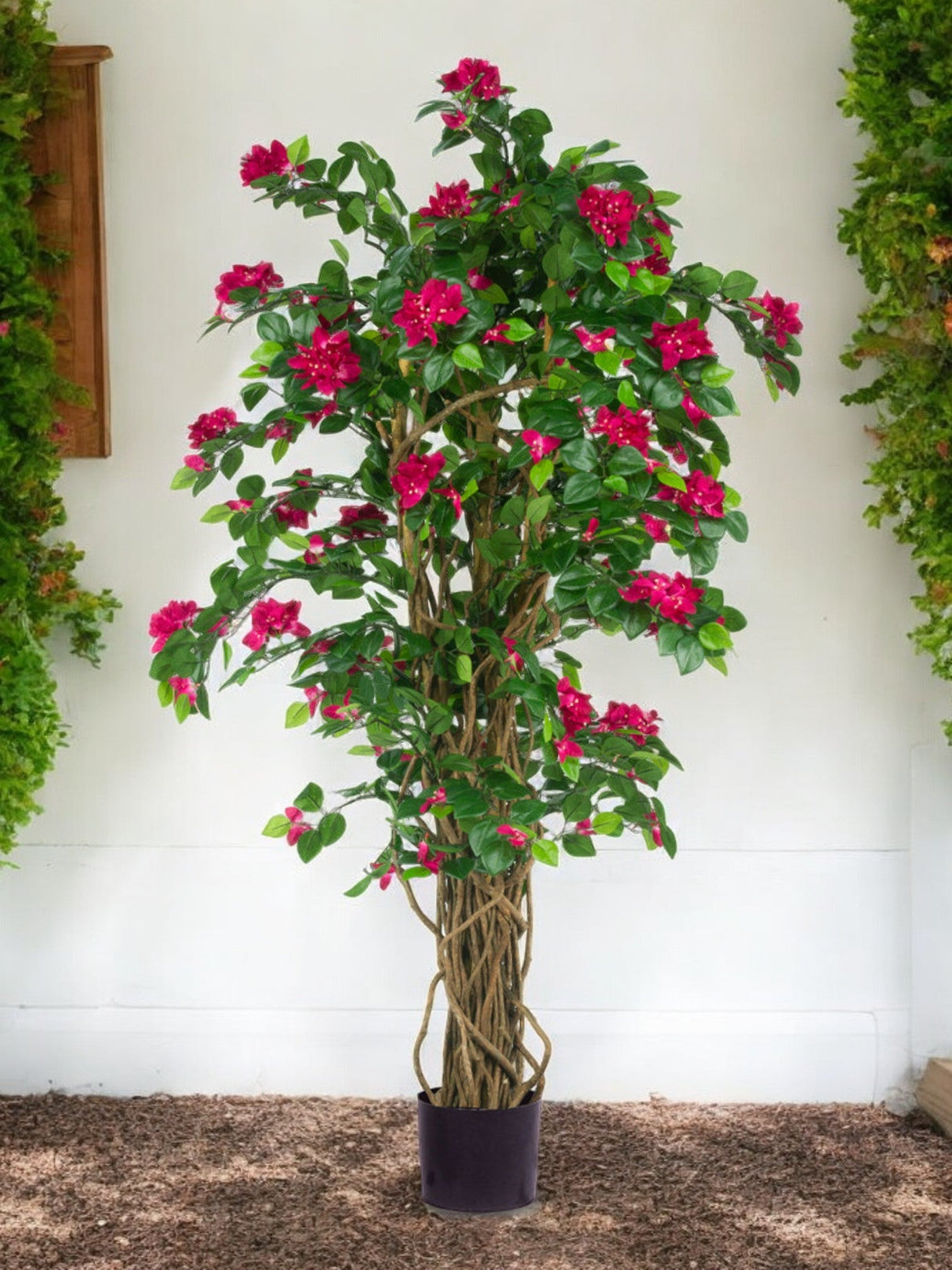 Livraison plante Bougainvillier Liane Fuschia - Arbre artificiel