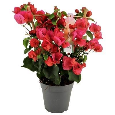 Livraison plante Bougainvillier rouge