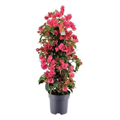 Livraison plante Bougainvillier rouge pyramide