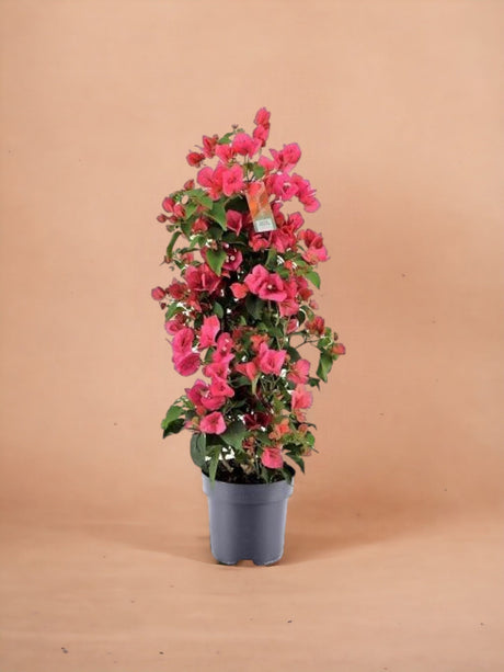 Livraison plante Bougainvillier rouge pyramide