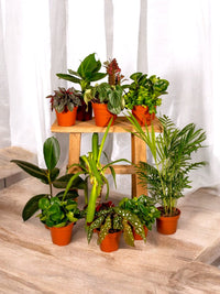 Caixa - 10 plantas despoluentes de interior