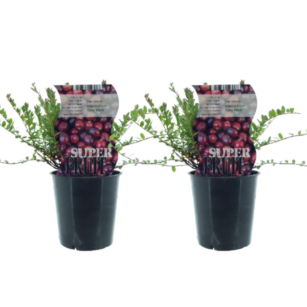 Livraison plante Box - 2 cranberry Vaccinium Early Black