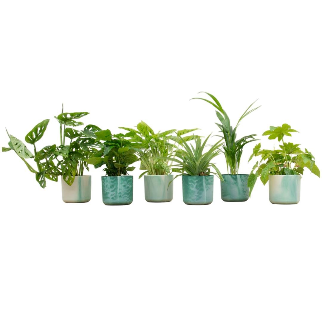 Livraison plante Box 6 plantes d'intérieur et pots elho Ocean vert Ø14