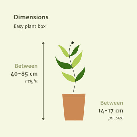 Livraison plante Box facile d'entretien x4 - plantes d'intérieur facile d'entretien