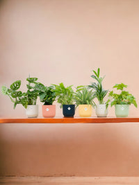 Caixa surpresa 6 plantas + Cache-Pot