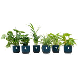 Livraison plante Box surprise 6 plantes d'intérieur et pots elho Vibes bleu Ø14