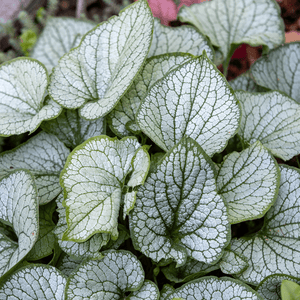 Livraison plante Brunnera Jack frost