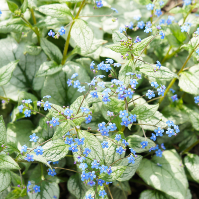 Miosótis do Cáucaso (Brunnera macrophylla) 'Jack Frost'