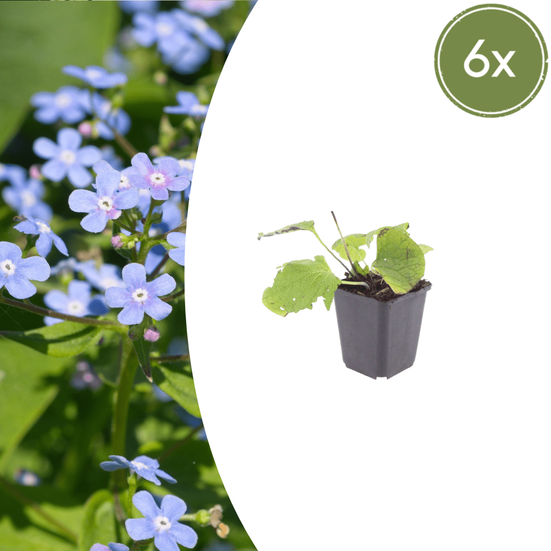 Livraison plante Brunnera macrophylla