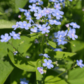 Miosótis do Cáucaso (Brunnera macrophylla)