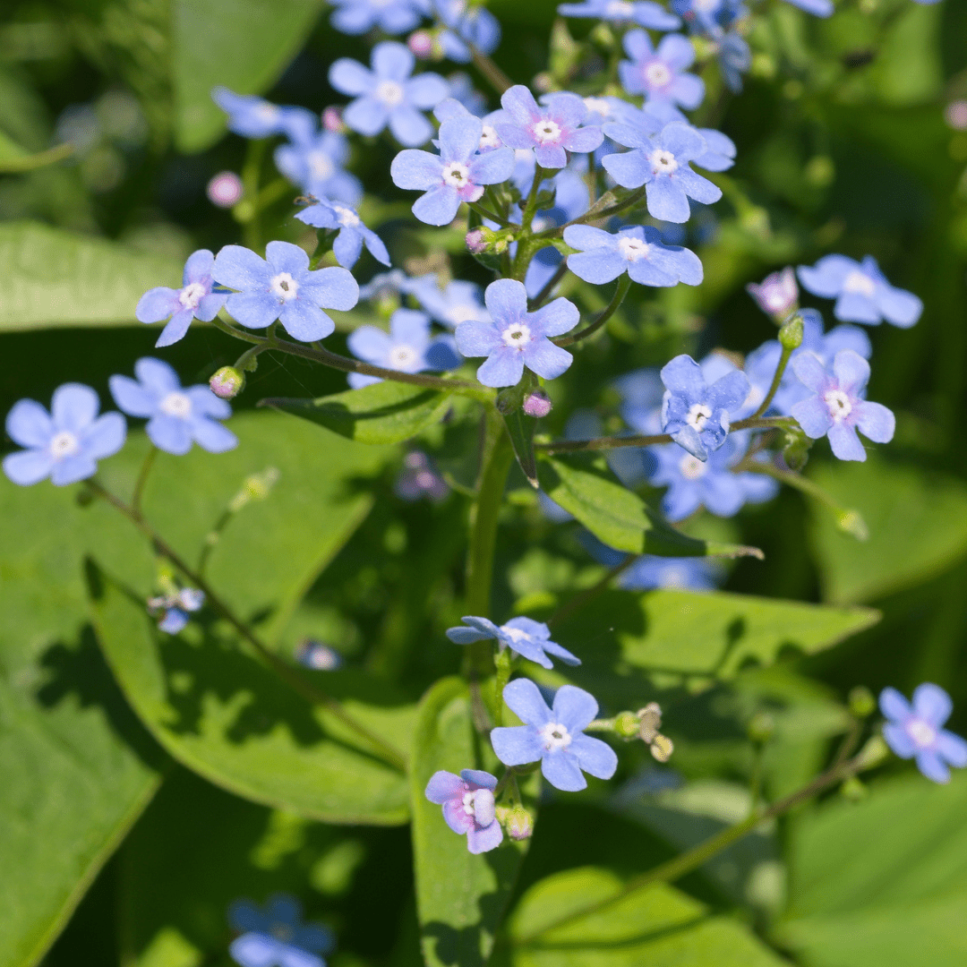 Livraison plante Brunnera macrophylla