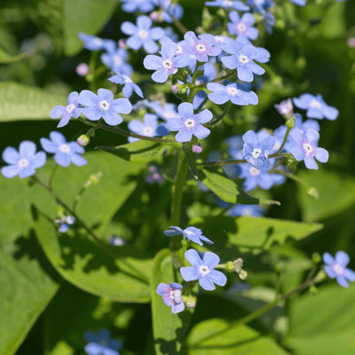 Miosótis do Cáucaso (Brunnera macrophylla)