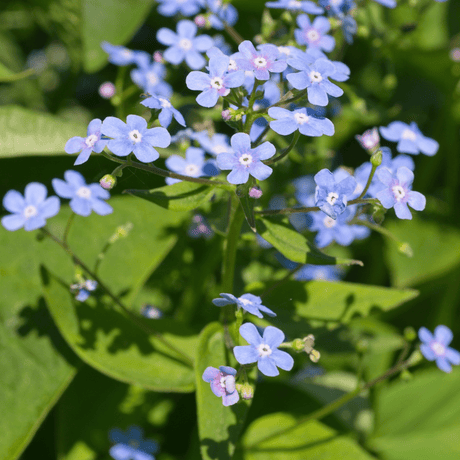 Livraison plante Brunnera macrophylla