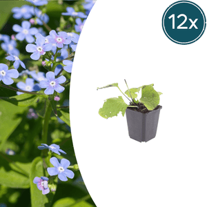 Livraison plante Brunnera macrophylla