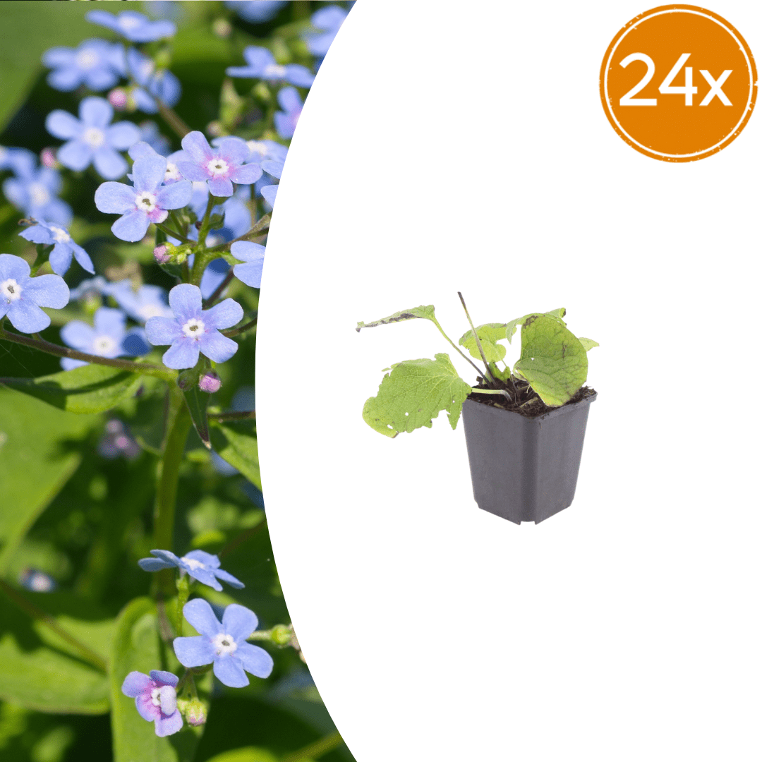 Livraison plante Brunnera macrophylla
