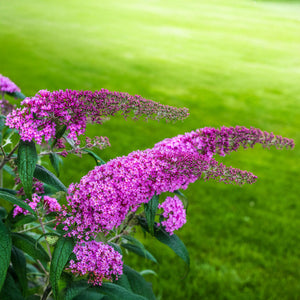 Livraison plante Buddleja davidii Pink Delight – Pot 17 cm – Hauteur 25 cm