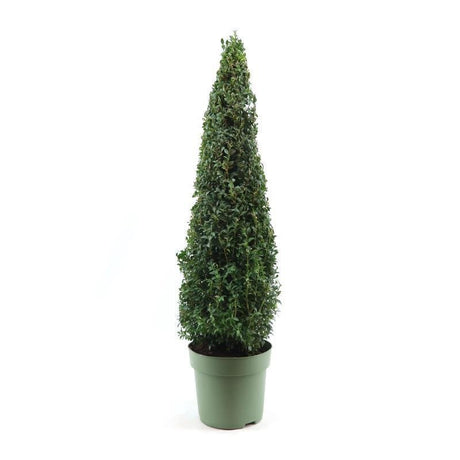 Livraison plante Buis Pyramide h70cm