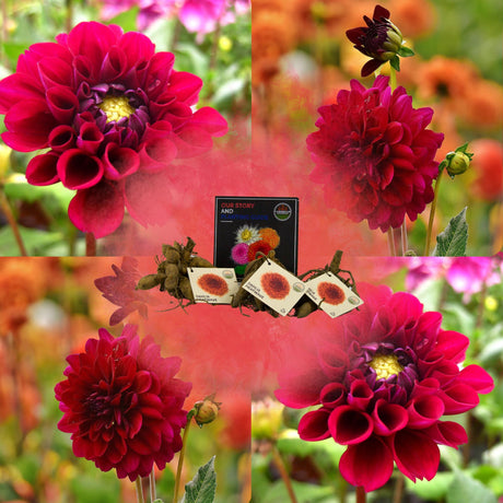 Livraison plante Bulbe de Dahlia Heatwave, grandes fleurs rouge foncé