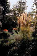 Capim-do-Vento de Flores Agudas (Calamagrostis x acutiflora) 'Karl Foerster'
